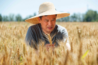 麦田里观察稻谷的农民