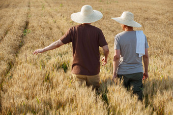 科研人员和农民在麦田里交流技术的背影老年人写实摄影