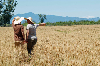 农民田野成熟的麦穗高端场景