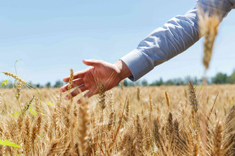 科研人员在麦田里轻抚麦穗粮食清晰图片