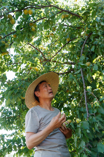 摘杏的农民农业写实照片