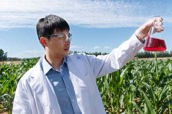 科研人员在玉米地里研究青年男人高端图片