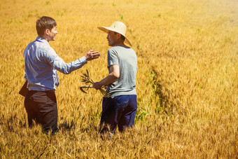 科研人员和农民在麦田里交流技术的背影