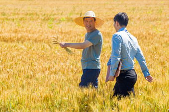 农民农田麦田小麦清晰照片