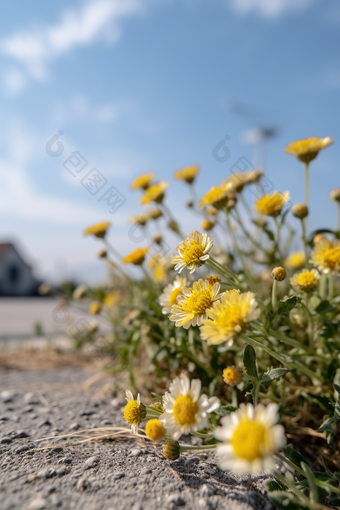 路边小花摄影图数字艺术50