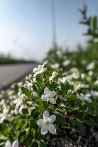 路边小花摄影图数字艺术32