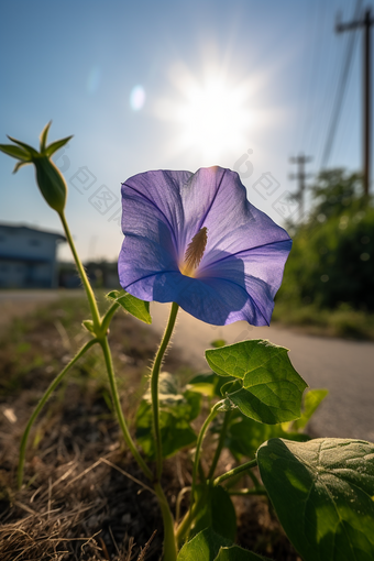 路边小<strong>花</strong>摄影图数字艺术17