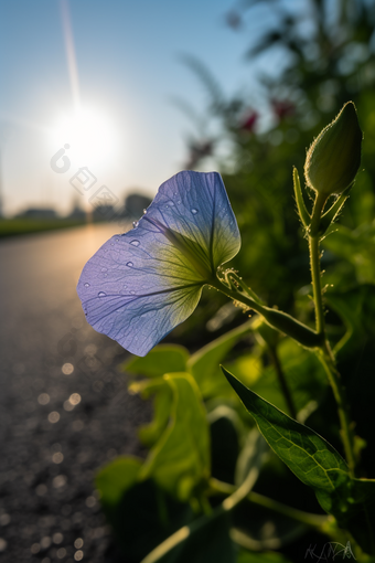 路边小<strong>花</strong>摄影图数字艺术20