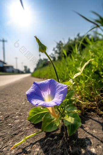 路边小<strong>花</strong>摄影图数字艺术19