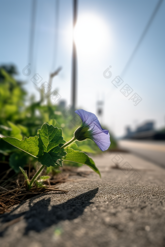 路边小花摄影图数字艺术15