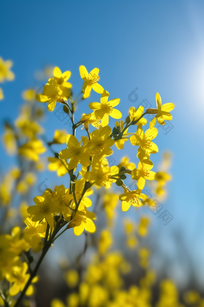 小黄花近景拍摄花朵