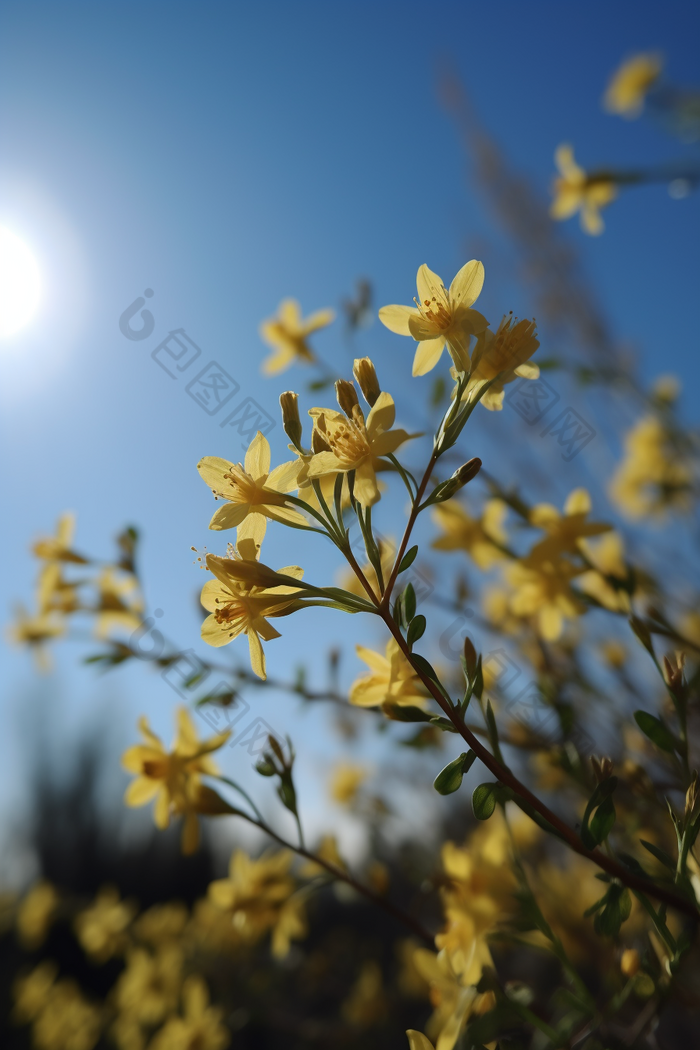 小黄花近景拍摄美丽