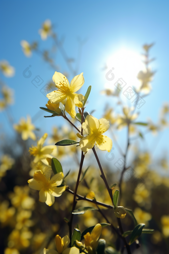 小黄花近景摄影图数字艺术13