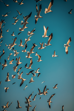 鸟群在天空飞行摄影图数字艺术47
