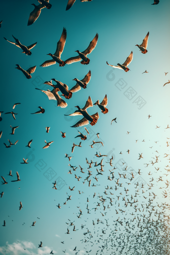 鸟群在天空飞行氛围质感