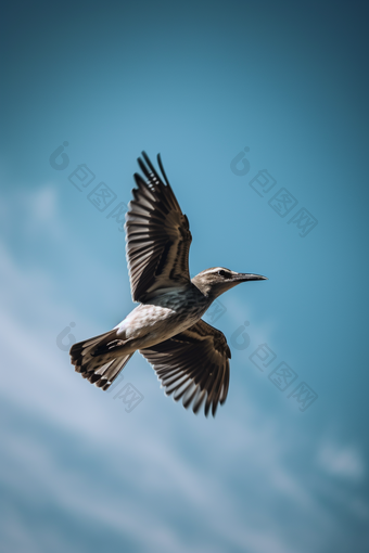 在蓝天上飞翔的鸟盘旋专业摄影