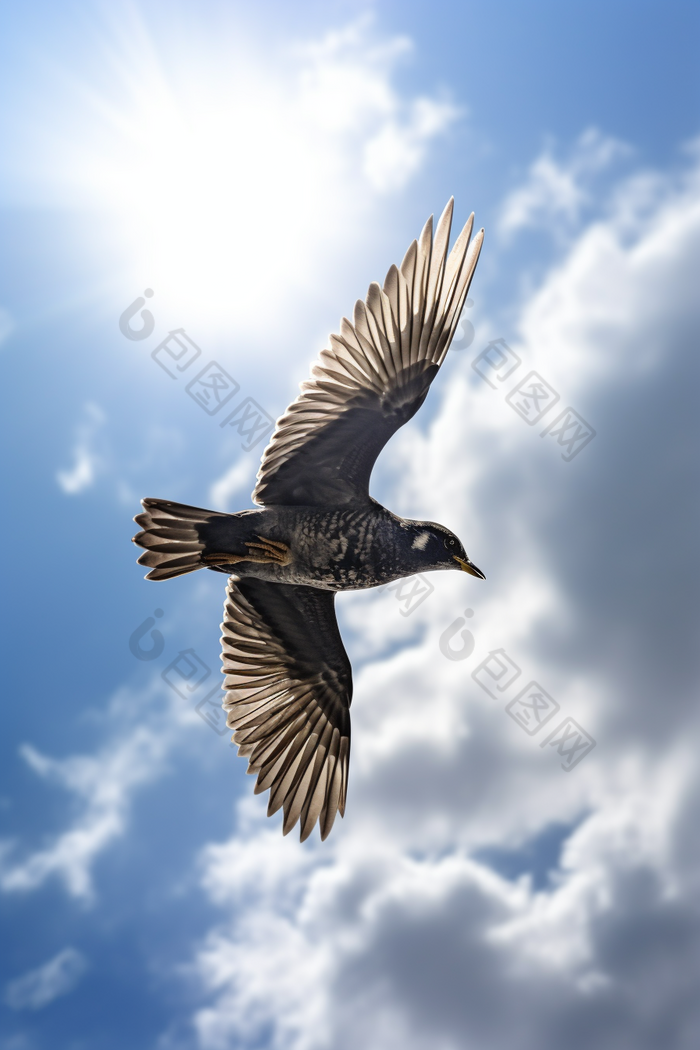 在蓝天上飞翔的鸟一只图片-包图网