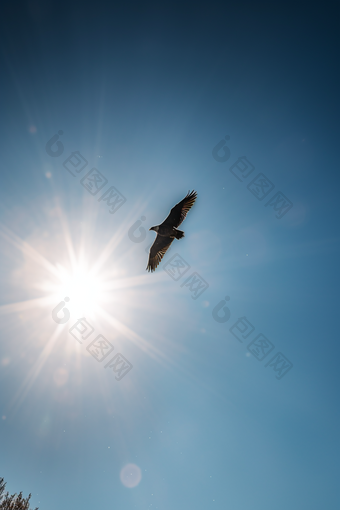 在蓝天上飞翔的鸟盘旋8k