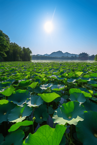 夏季莲花塔建筑湖水塔夏天荷花