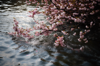 水里的樱花流水降水