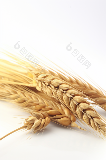 小麦谷物粮食收获
