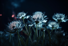 花朵发光夜晚荧光花摄影图11