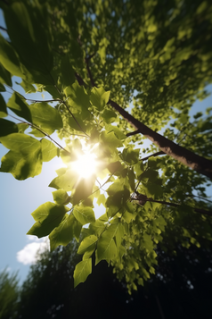 立夏植物节气阳光美好的天气摄影图3