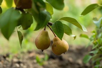 梨成长收获结果水果大自然摄影图4