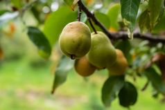 梨成长收获结果水果大自然摄影图2