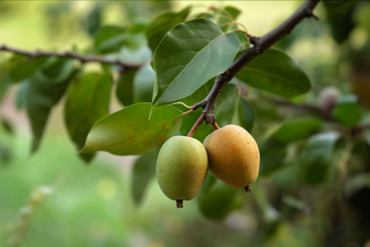 梨成长收获结果水果大自然摄影图12