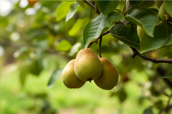 梨成长收获结果水果大自然摄影图7