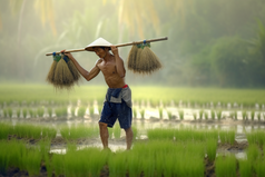 农民种植稻田收获丰收摄影图5