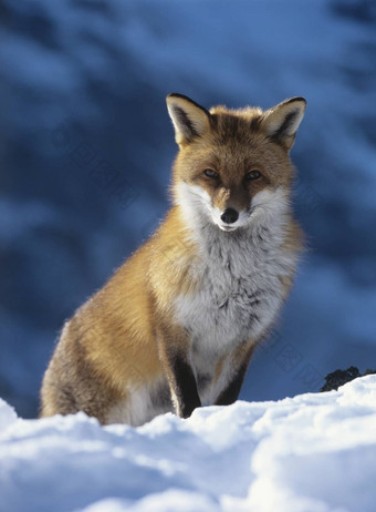 狐狸坐着雪