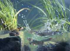 青蛙水表面视图
