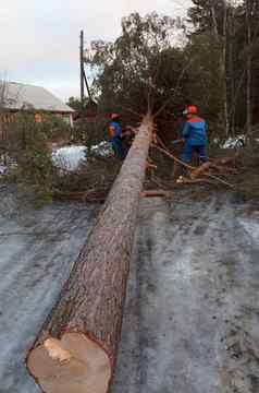 救援工人删除树路飓风