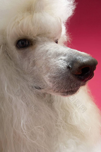 特写镜头白色标准贵宾犬粉红色的背景