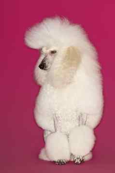 完整的长度优雅的白色标准贵宾犬坐着粉红色的背景