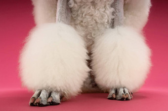 低部分培养白色贵宾犬的腿粉红色的背景
