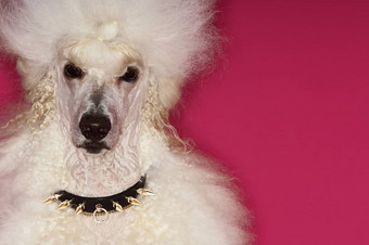 特写镜头肖像培养白色标准贵宾犬粉红色的背景
