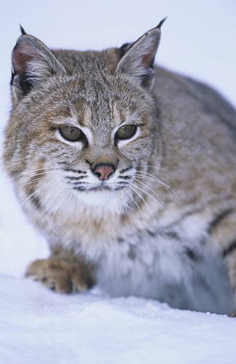 野生猫雪