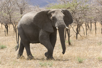 <strong>大象</strong>学名Loxodonta非洲萨凡纳