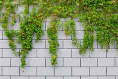 艾薇绿色植物砖墙