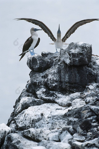 厄瓜多尔加拉帕戈斯群岛岛屿只蓝鲣鸟前岩石