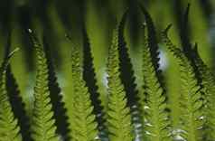 特写镜头蕨类植物叶子焦点前景