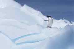 广告√©谎言企鹅Pygoscelis阿德利亚冰川
