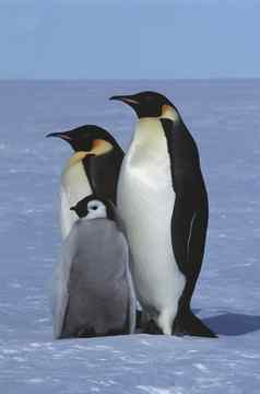 南极洲韦德尔海阿特卡湾皇帝企鹅家庭