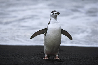 帽带企鹅Pygoscelisantarcticus strain海滨