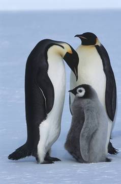 南极洲韦德尔海阿特卡湾皇帝企鹅家庭