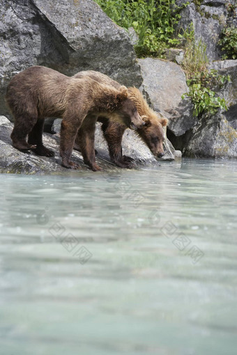 灰熊棕色（的）熊喝水河流的边缘