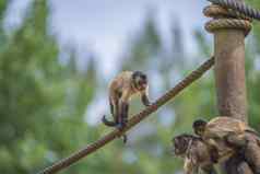 卷尾猴子cebus卡普西努斯